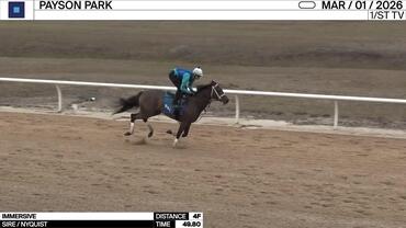 Immersive Worked 4 Furlongs in 49.80 at Payson Park on March 1st, 2026