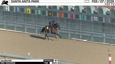 Zalamo Worked 4 Furlongs in 49.00 at Santa Anita Park on February 7th, 2026