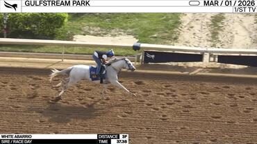 White Abarrio Worked 3 Furlongs in 37.38 at Gulfstream Park on March 1st, 2026