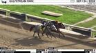 He's Overwhelming (Outside) and Steppas Life Worked 4 Furlongs in 49.56 at Gulfstream Park on September 24th, 2026