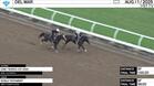 An Unnamed Horse out of the Dam Nora's Joy (Outside) and Noble Testament Worked 5 Furlongs at Del Mar on August 1st, 2025