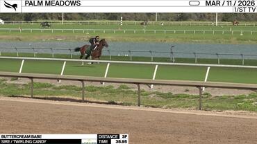 Buttercream Babe Worked 3 Furlongs in 38.95 at Palm Meadows on March 11th, 2026