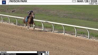 Pagode Worked 3 Furlongs in 37.00 at Payson Park on March 28th, 2026
