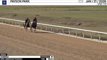 Domingo (Inside) Worked 3 Furlongs in 38.00 at Payson Park on January 21st, 2026