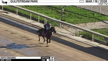 Softly Dreaming Worked 3 Furlongs in 39.20 at Gulfstream Park on March 19th, 2026
