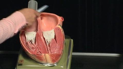 Thumbnail for entry Cardiac Anatomy  (Echo Cardiography)