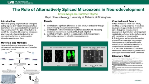 Thumbnail for The Role of Alternatively Spliced Microexons in Neurodevelopment