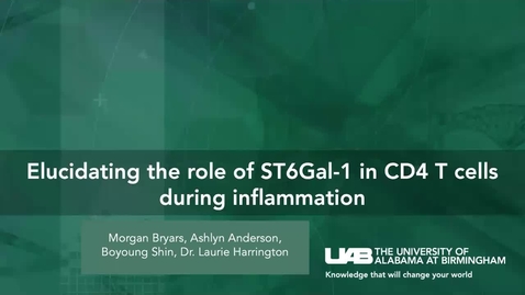 Thumbnail for entry Elucidating the role of ST6Gal-1 in CD4 T cells during inflammation - Morgan Bryars