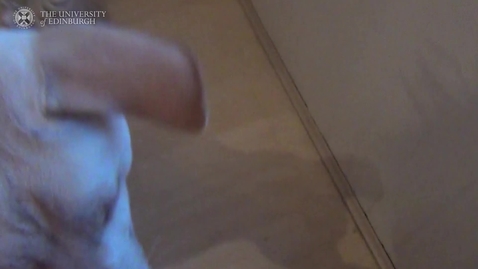 Thumbnail for Feeding Bowl