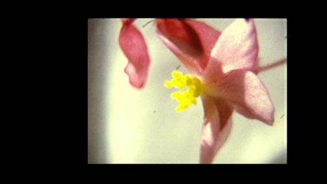 Thumbnail for entry 6727 - Film of a flower