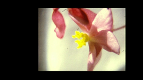 Thumbnail for 6727 - Film of a flower