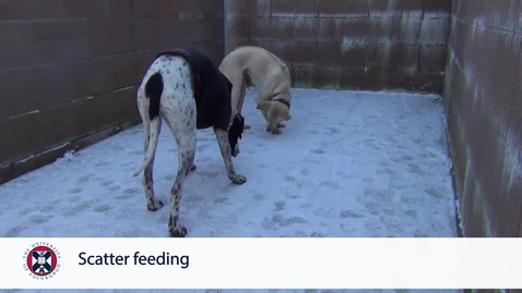 Thumbnail for Scatter feeding