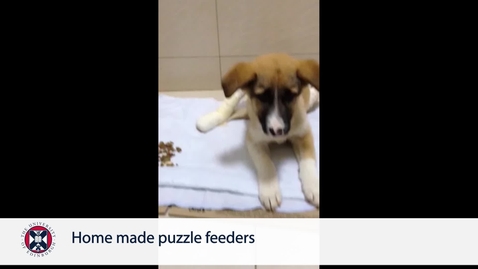 Thumbnail for Home made puzzle feeders