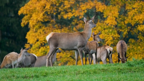 Thumbnail for Herd of Deer by Nicky Pe free to use via Pexels
