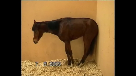 Thumbnail for Equine - Weight shifting