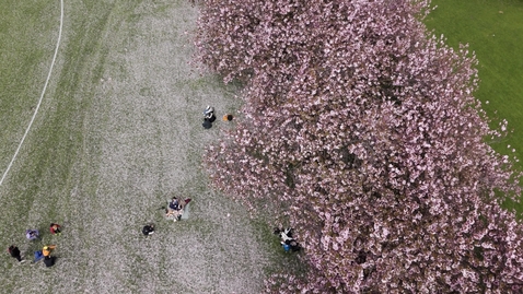 Thumbnail for Drone The Meadows cherry blossom pedestal up