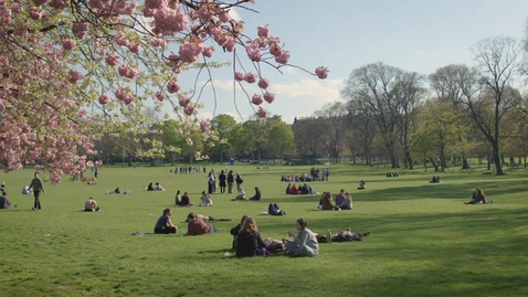 Thumbnail for Meadows - Spring 2