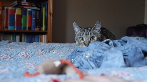 Thumbnail for Cat Pupil Dilation in Response to Hunting