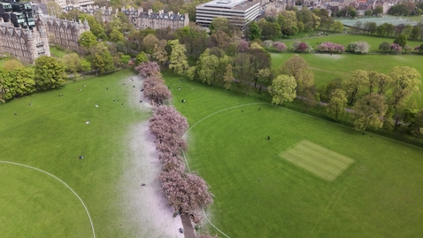 Thumbnail for Drone The Meadows cherry blossom tracking backwards