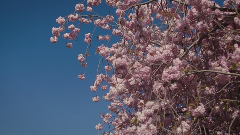 Thumbnail for Meadows - Cherry blossoms