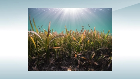 Thumbnail for Relationship to Nitrogen - Marine Nitrogen