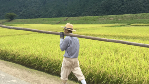 Thumbnail for entry Rice Production: Introduction