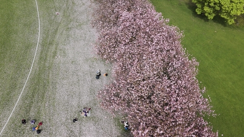 Thumbnail for Drone The Meadows cherry blossom pedestal down