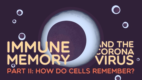 Thumbnail for entry Immune Memory and the Coronavirus Part II: How do cells remember?