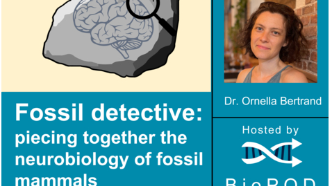 Thumbnail for Fossil detective: piecing together the neurobiology of fossil mammals with Ornella Bertrand