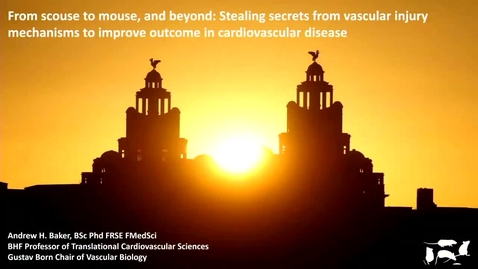 Thumbnail for From Scouse to mouse: Vascular injury and repair - a research journey