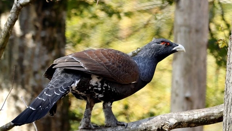 Thumbnail for Capercaillie by Patrice Schoefolt free to use via pexels