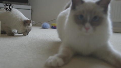 Thumbnail for The Truth About Cats And Dogs