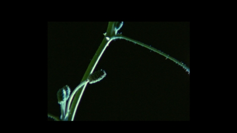 Thumbnail for entry 6631-light3 Mimosa Pudica unfurling