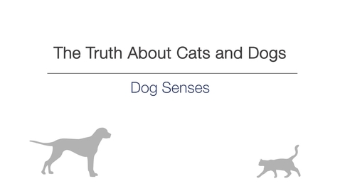 Thumbnail for entry Week 3 - Dog senses