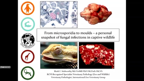 Thumbnail for Sunday 11:30 - Mark Stidworthy: From microsporidia to moulds – a personal snapshot of fungal infections in captive wildlife