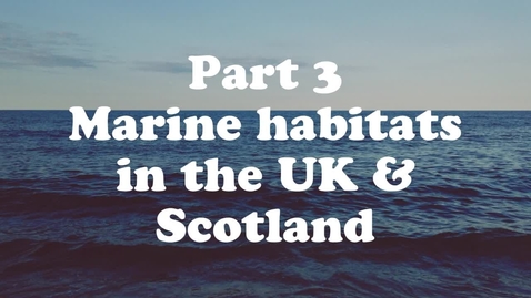 Thumbnail for Lesson 3: Ocean Biodiversity, Food Webs and Habitats