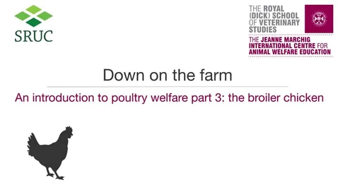 Thumbnail for Animal Welfare 4-3c The Broiler Chicken.mp4