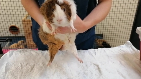 Thumbnail for entry Guinea Pig Handling - Tipping to Sex