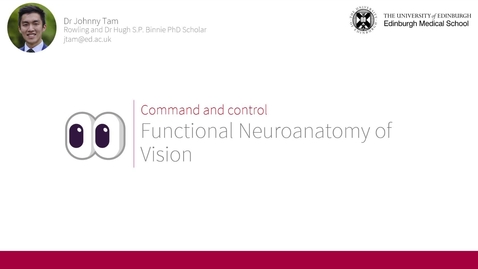 Thumbnail for Command &amp; control: Functional neuroanatomy of vision