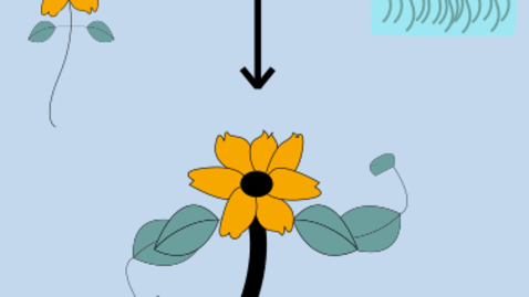 Thumbnail for Crop improvement: getting inspiration from algae with Liat Adler