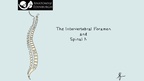 Thumbnail for entry Intervertebral Foramen