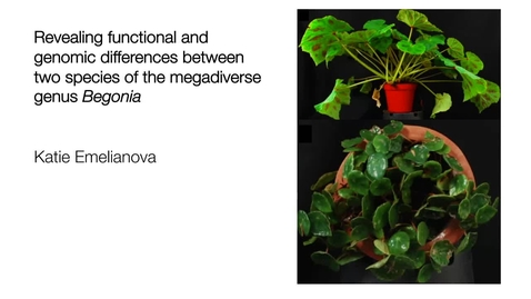 Thumbnail for entry Katie Emelianova - Revealing functional and genomic differences between two species of the megadiverse genus Begonia