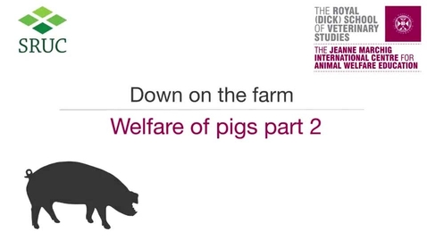 Thumbnail for entry Animal Welfare 4-2b The Welfare of Pigs part 2.mp4