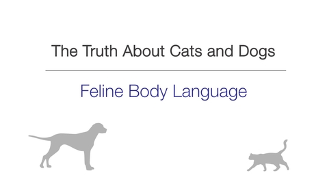 Thumbnail for entry Week 3 - Feline Body Language