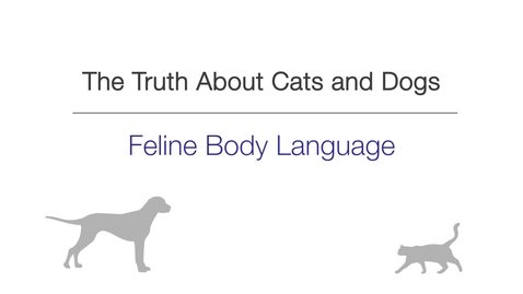 Thumbnail for Week 3 - Feline Body Language