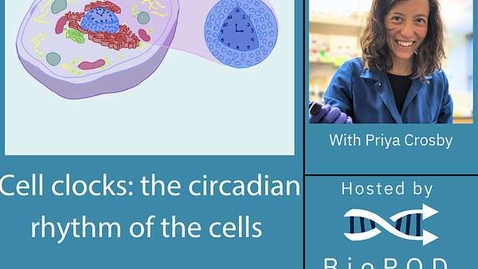 Thumbnail for Cell clocks: the circadian rhythm of the cells with Priya Crosby