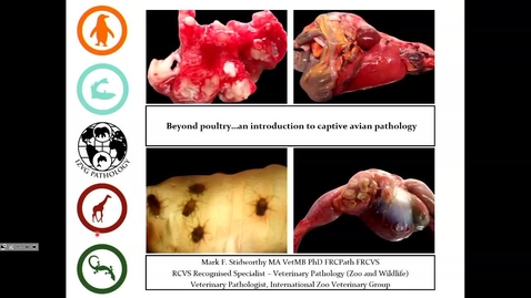 Thumbnail for Sunday 14.45 - Mark Stidworthy: Beyond poultry…an introduction to captive avian pathology