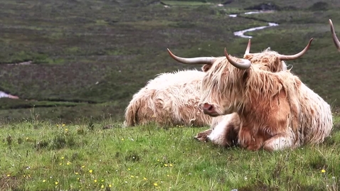 Thumbnail for entry Highland cow video - Quiz