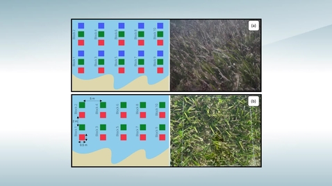 Thumbnail for entry Example Research: Impact of Nitrogen on Seagrass - Marine Pollution