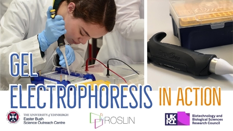 Thumbnail for Gel Electrophoresis in Action